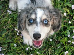 miniature long haired silver dapple dachshund